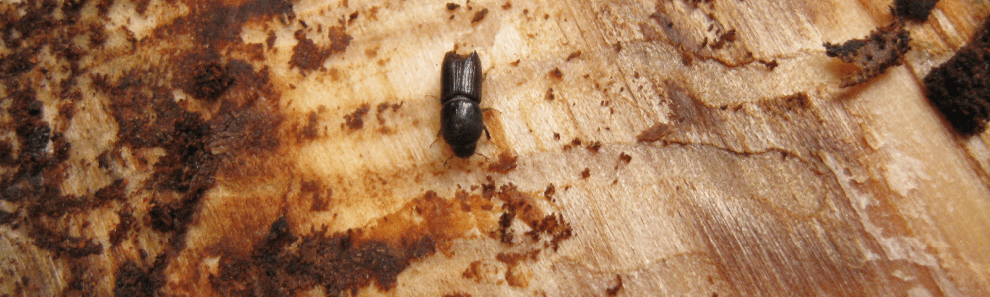 Eliminar insectos de la madera SEDESA Eliminar insectos de la madera SEDESA