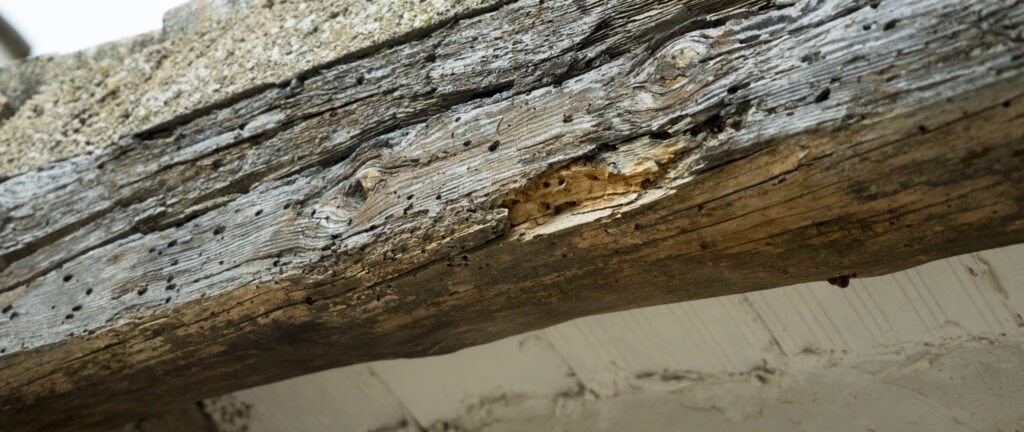 Viga afectada por termita y capricornio