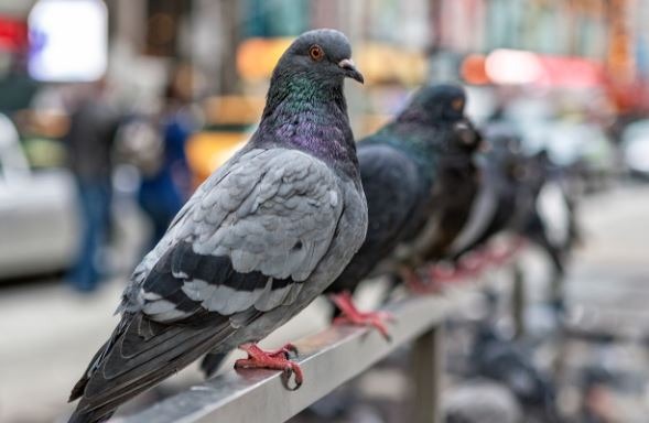 Eliminar las palomas en Tarragona