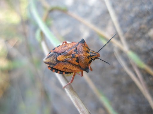 empresas de plagas en Barcelona